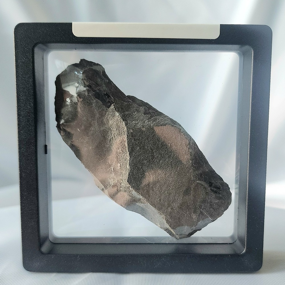 Unique Rare Carboniferous Coal Era Fossil From World Famous Union Chaple Mines‎